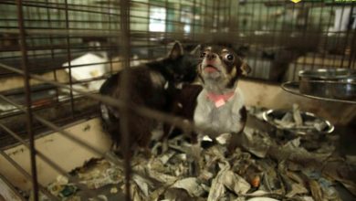Photo of Only Rescue Dogs And Cats Are Now Allowed To Be Sold At California Pet Stores