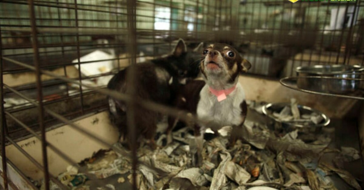 Only Rescue Dogs And Cats Are Now Allowed To Be Sold At California Pet Stores