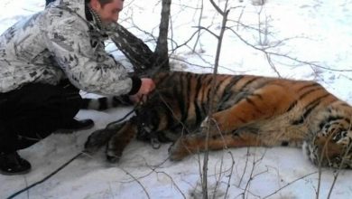 Photo of Wild Tiger Came To Request For Help To Get Noose Off Around Its Neck