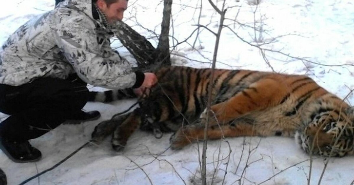 Wild Tiger Came To Request For Help To Get Noose Off Around Its Neck