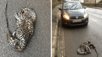Photo of Man Stops His Car In Fear To Help Injured Leopard Laying On The Road