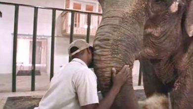 Photo of Zookeeper Frees Elephant After 22 Years Alone In Captivity