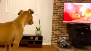 Photo of Sensitive Pit Bull Can’t Stop Crying At Saddest Part Of ‘The Lion King’