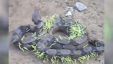 Photo of A Big Snake Found writhing In Pain After Regretting To Eat Porcupine
