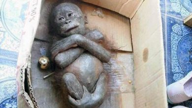 Photo of Newborn Monkey Found Mummified Inside A Cardboard Box, Shows Incredible Transformation