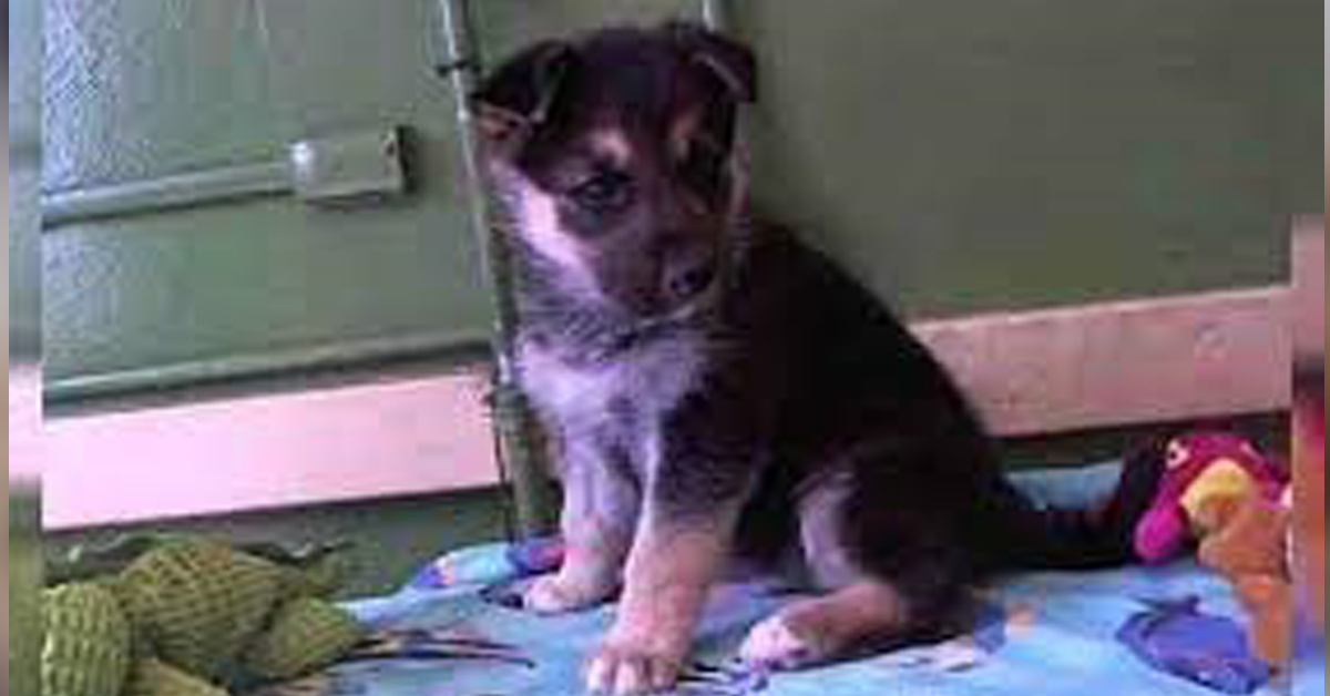 German Shepherd Surrendered To High Kill Shelter With His Toy, Cries Before He Sleeps