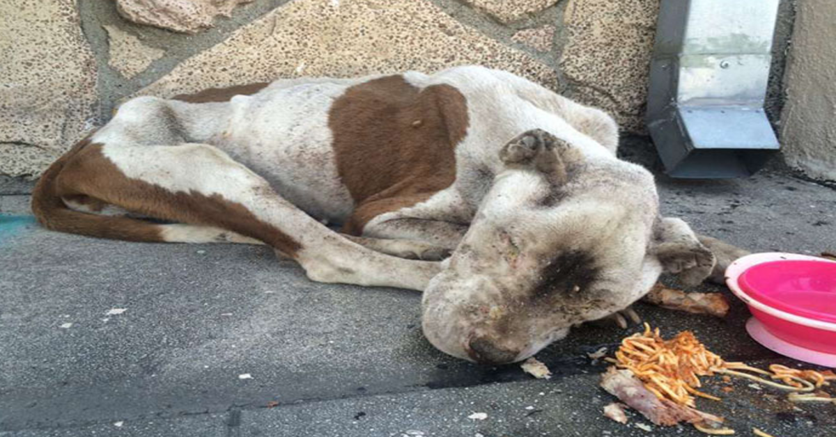 Starving Dog Found Dying On A Sidewalk Gets Some Love, And Itâs Hard To Believe Itâs The Same Dog