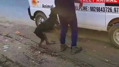 Photo of Injured Dog Rushes To Ambulance And Jumps Inside To Save Herself