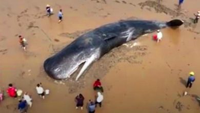 Photo of After 20 Hr Rescue Mission A Giant Sperm Whale Survives To Swim Another Day