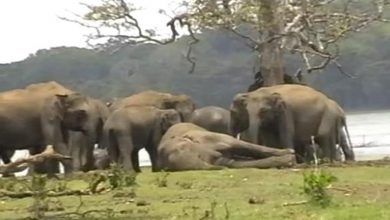 Photo of Final Farewell : Herd Of Elephants Gather To Pay Last Respects To Their Dying Leader