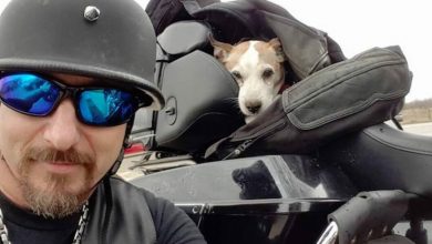 Photo of Biker sees man beating dog on highway so he rescues him and makes him his new co-pilot