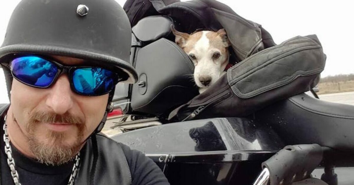 Biker sees man beating dog on highway so he rescues him and makes him his new co-pilot