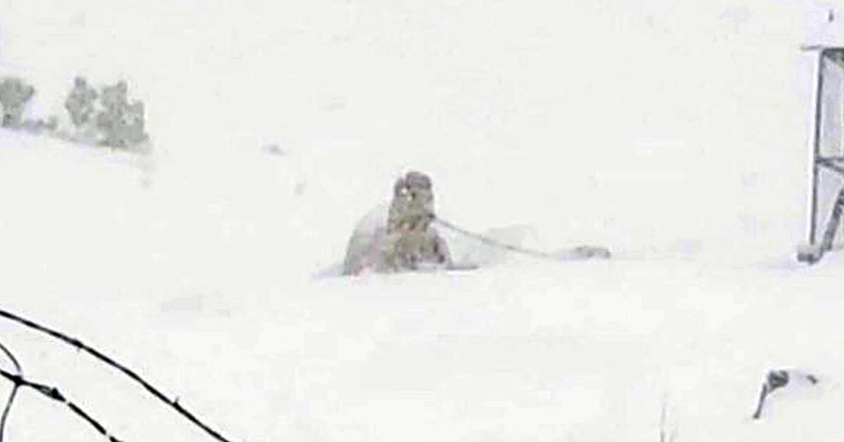 sheriff-sees-dog-chained-outside-in-blizzard-and-refuses-to-take-action