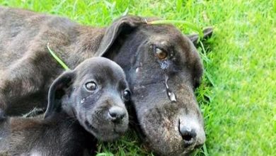Photo of Exhausted Mother Dog Found Crying As She Couldn’t Look After Her Puppies