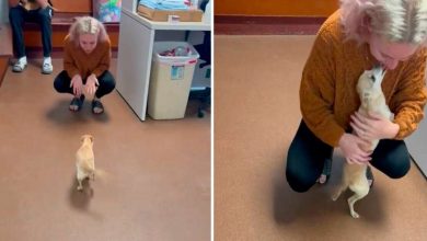Photo of Dog Who ‘Died’ Runs Into Mom’s Arms When She Sees Her At Shelter