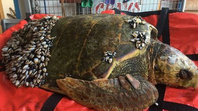 Photo of Fisherman Finds Turtle Floating On The Water With Barnacles Covering All His Body