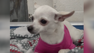 Photo of 12-Month-Old Chihuahua Surrendered To High Kill Shelter Wearing Her Favorite Pink Sweater, Weeps Before Sleeping
