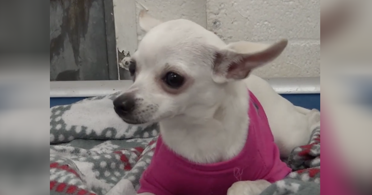 12-Month-Old Chihuahua Surrendered To High Kill Shelter Wearing Her Favorite Pink Sweater, Weeps Before Sleeping