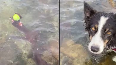 Photo of Helpless Dog Can Only Watch As An Arm From The Deep Grabs Ahold Of Her Ball