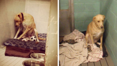 Photo of ‘The World’s Saddest Dog’ Loses Her Home Again, And Might Be Put To Sleep If No One Adopts Her Soon