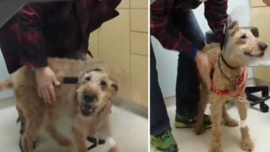 Photo of A blind dog underwent surgery, and then saw its mother for the first time