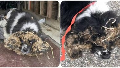 Photo of People found an exhausted and overgrown dog that could hardly lift its head