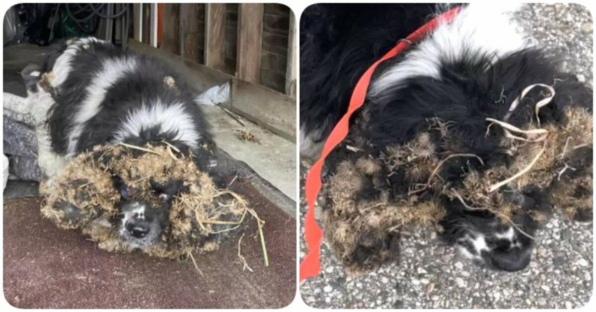 People found an exhausted and overgrown dog that could hardly lift its head