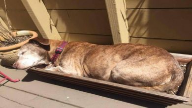Photo of The sick dog roamed the streets for 11 years. One day, it fell asleep on the porch of the woman who changed her life