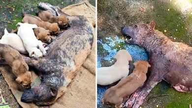 Photo of Poor Mother Dog Unable To Stand Lying There Desperate Crying For Help Her Puppies!