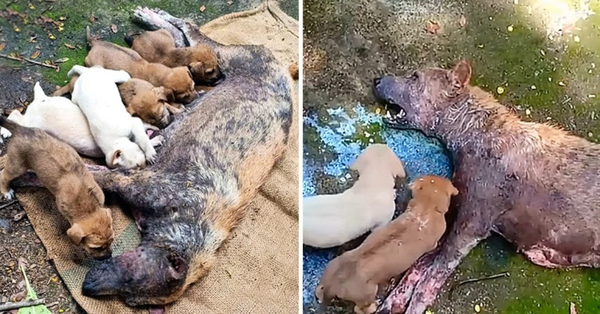 Poor Mother Dog Unable To Stand Lying There Desperate Crying For Help Her Puppies!
