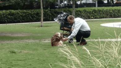 Photo of Owner Takes His Blind Dog Out Of Stroller, Thought No One Is Watching Him When He Bends Down