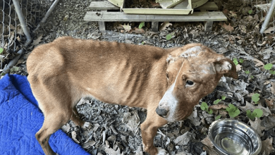 Photo of Pennsylvania Police Looking For Person Who Dumped Malnourished Dog At Abandoned Home