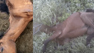 Photo of Starving Horse Found In A Ditch By Teenager, Then Life Is Never Like Before