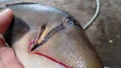 Photo of Startled To Catch “Weird” Fish With Teeth And Mouth Like A Human