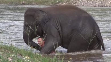 Photo of Elephant Tried To Save Her Caretaker When Mistakenly Thought He Was Drowning!