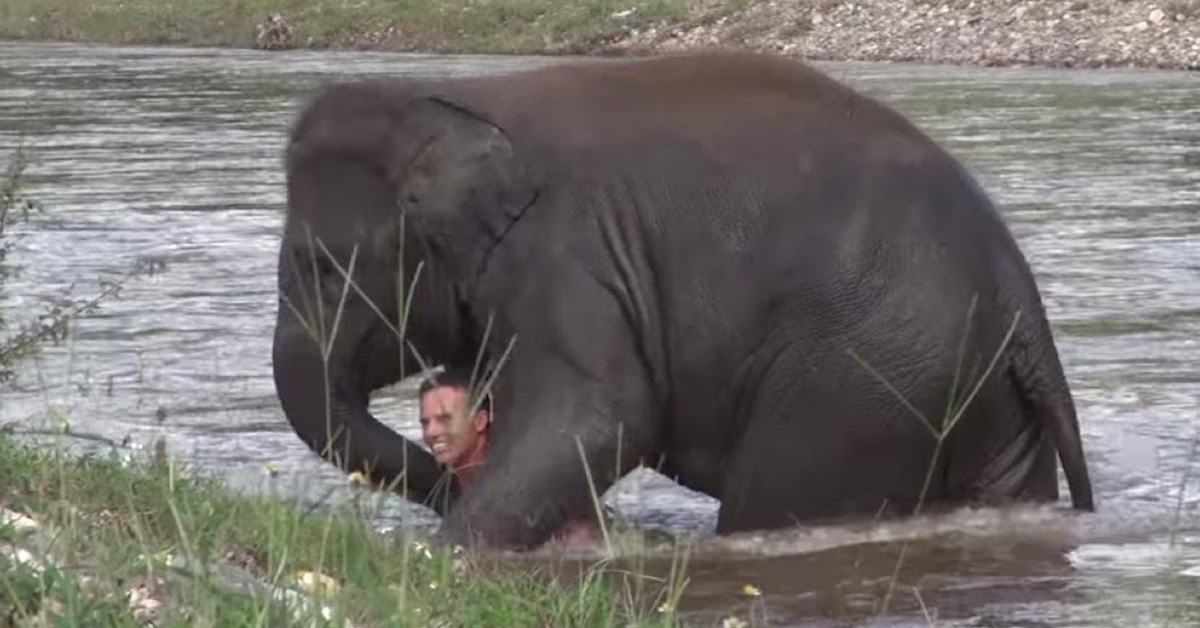 Elephant Tried To Save Her Caretaker When Mistakenly Thought He Was Drowning!