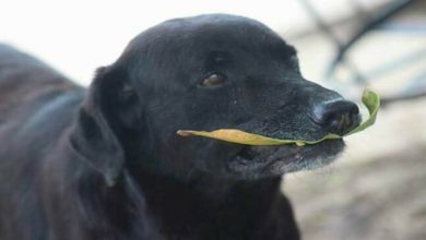 Photo of A Clever Dog Uses Leaves He Picks Up From The Ground To Buy His Favorite Cookies