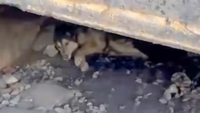 Photo of Stray Dog Found Hiding Under Tracks Cries When Placed In Car To Be Rescued