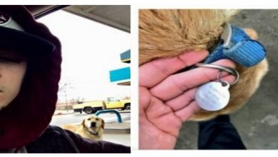 Photo of Man Discovers a “Lost” Dog, Attempts to Assist It, and Reads the ID Tag