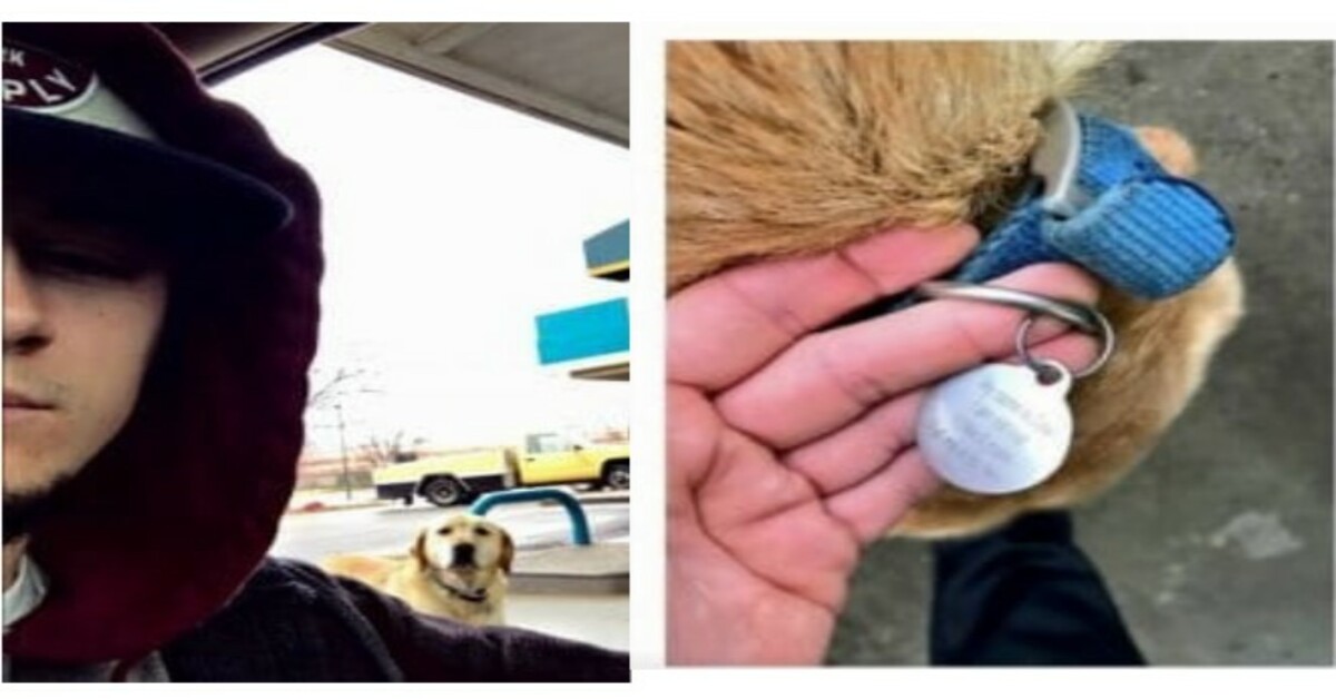 Man Discovers a “Lost” Dog, Attempts to Assist It, and Reads the ID Tag