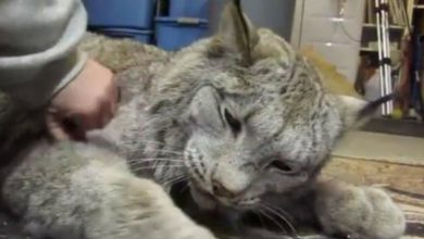 Photo of She Started Petting This Rescued Lynx But When He Realizes It, He Responds With Love