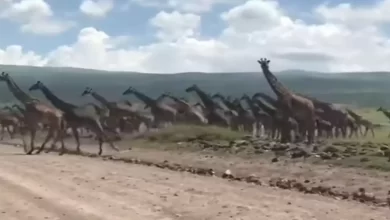 Photo of Such Amazing Sight: Giant Giraffe Herd Crossing Road Brings Traffic To A Halt