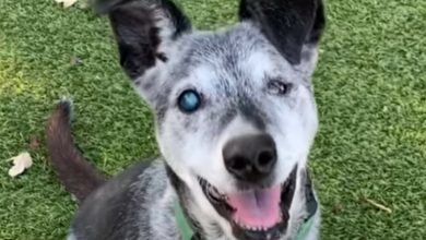 Photo of A 19-year-old Dog Who Was Abandoned When He Was Near Death Has Found A Forever Home