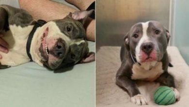 Photo of Because of the birth of the fifth child by its owner, the pitbull’s owner left him in a shelter.