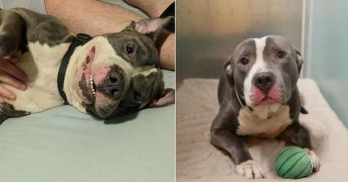 Because of the birth of the fifth child by its owner, the pitbull’s owner left him in a shelter.