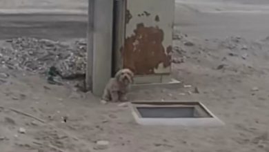 Photo of The Dog Howling Next To The Hole Won’t Move Until Someone Looks Inside