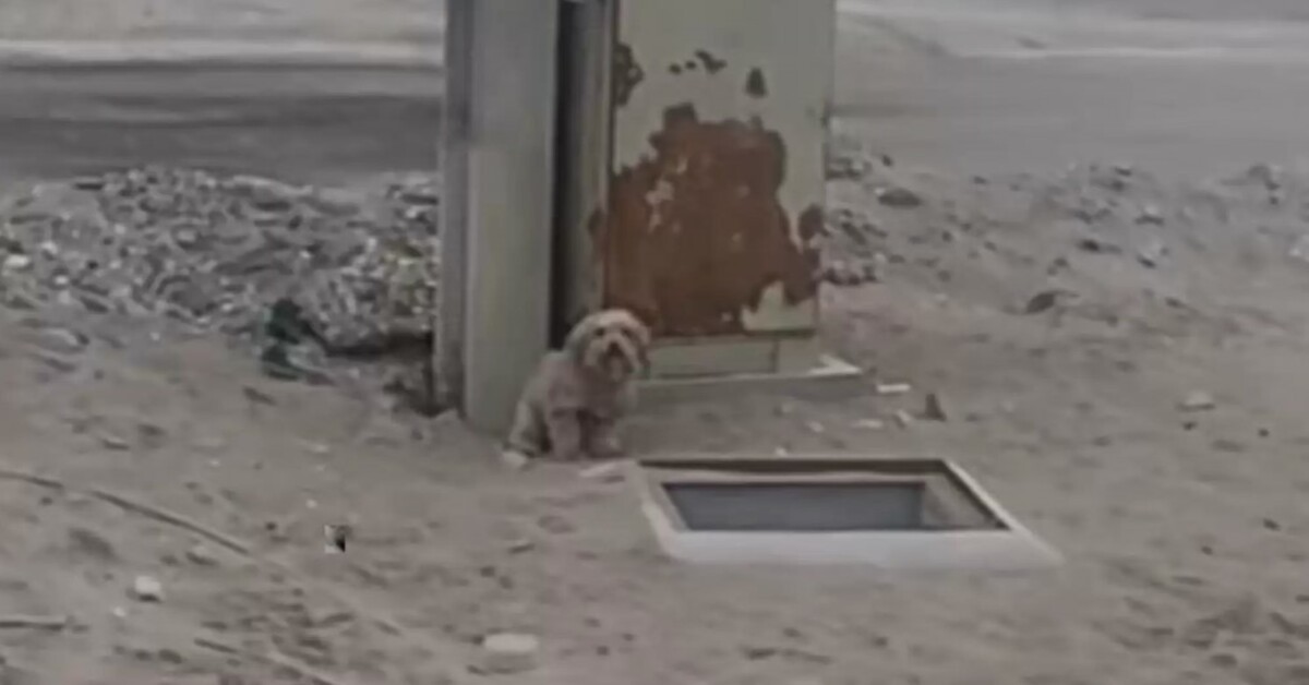 The Dog Howling Next To The Hole Won’t Move Until Someone Looks Inside