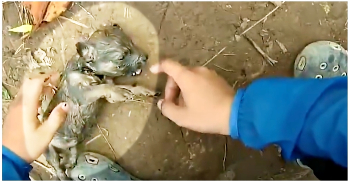 When The Man Tried To Revive The Puppy After Pulling It From The River, His wife Had Other Ideas