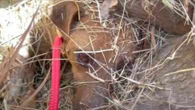 Photo of Buried Mother Dog And Her Puppy Could Only Wait As A Bulldozer Ran Across The Field