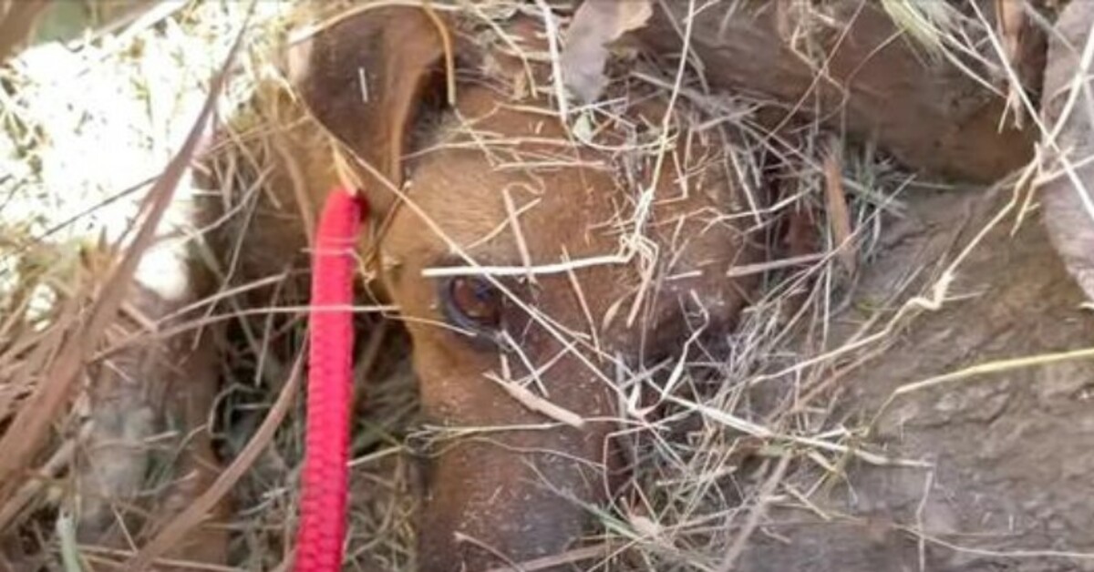 Buried Mother Dog And Her Puppy Could Only Wait As A Bulldozer Ran Across The Field
